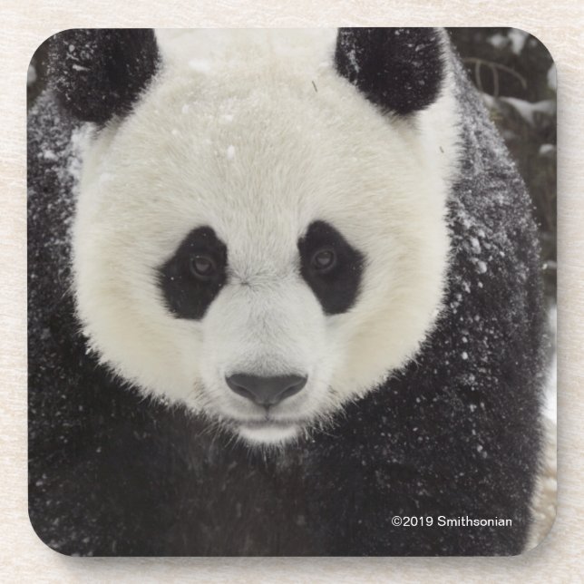 Giant Panda in Snow Beverage Coaster (Front)