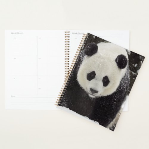 Giant Panda in Snow Planner