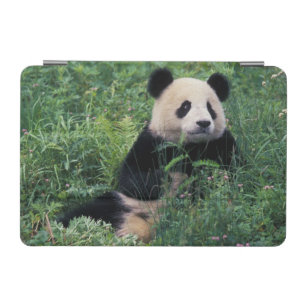Giant panda in the grass, Wolong Valley, Sichuan iPad Mini Cover