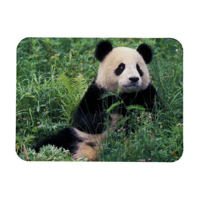 Giant panda in the grass, Wolong Valley, Sichuan Magnet (Horizontal)