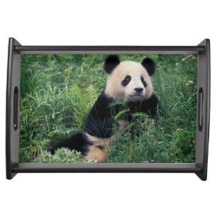 Giant panda in the grass, Wolong Valley, Sichuan Serving Tray