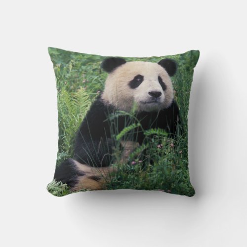 Giant panda in the grass Wolong Valley Sichuan Throw Pillow