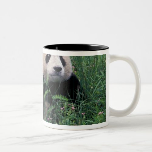 Giant panda in the grass Wolong Valley Sichuan Two_Tone Coffee Mug