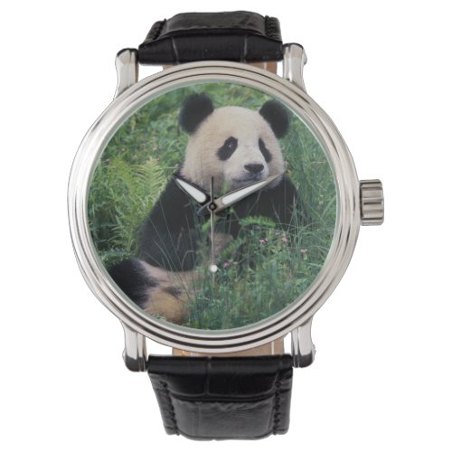 Giant panda in the grass Wolong Valley Sichuan Watch