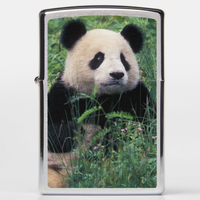 Giant panda in the grass, Wolong Valley, Sichuan Zippo Lighter (Front)