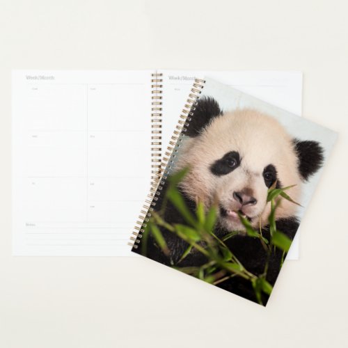 Giant Panda leaning Against Wall Planner