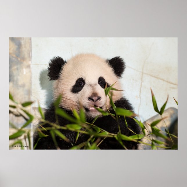 Giant Panda leaning Against Wall Poster (Front)
