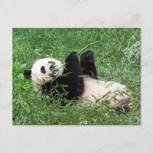 Giant Panda Lounging Eating Bamboo Postcard