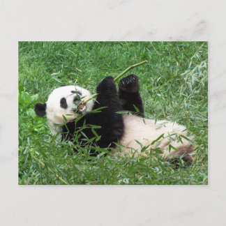 Giant Panda Lounging Eating Bamboo Postcard