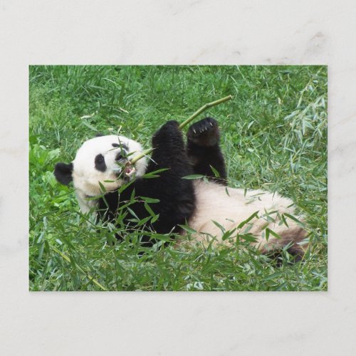 Giant Panda Lounging Eating Bamboo Postcard