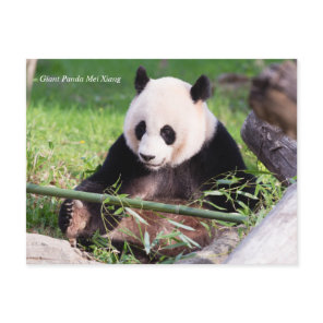 Giant Panda Mei Xiang Postcard