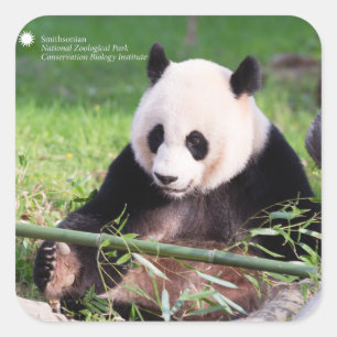 Giant Panda Mei Xiang Square Sticker