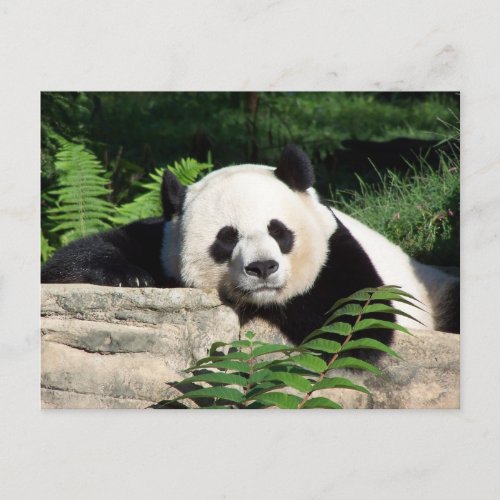 Giant Panda Napping Postcard