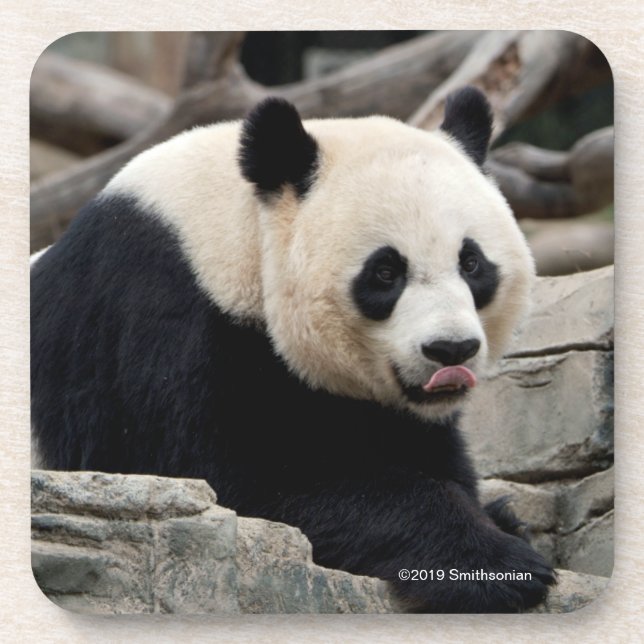 Giant Panda on Rocks Beverage Coaster (Front)