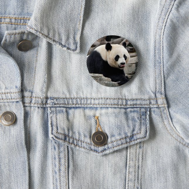 Giant Panda on Rocks Button (In Situ)