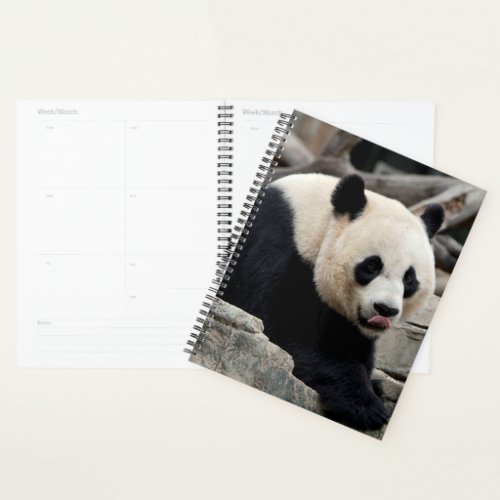 Giant Panda on Rocks Planner