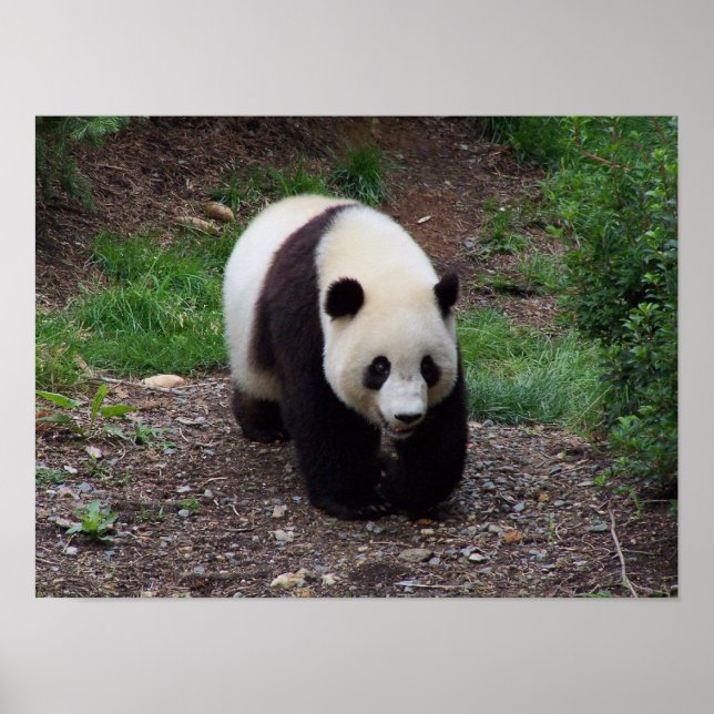 Giant Panda Photo Poster (Front)