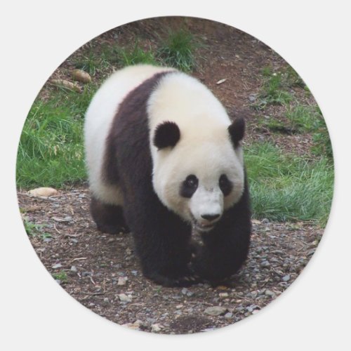 Giant Panda Photo Stickers