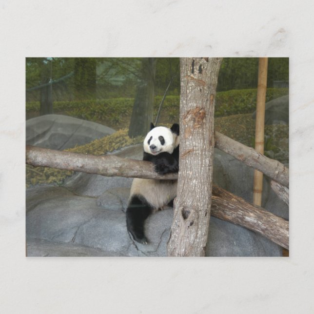 Giant Panda Postcard (Front)