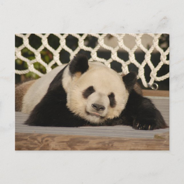Giant Panda Postcard (Front)