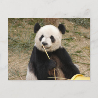 Giant Panda Postcard