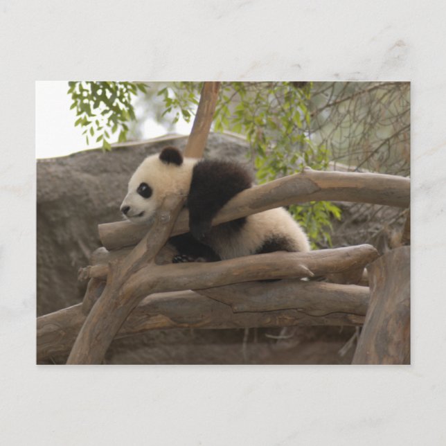 Giant Panda Postcard (Front)
