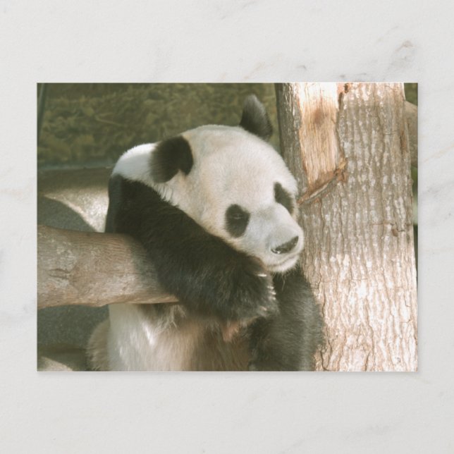 Giant Panda Postcard (Front)