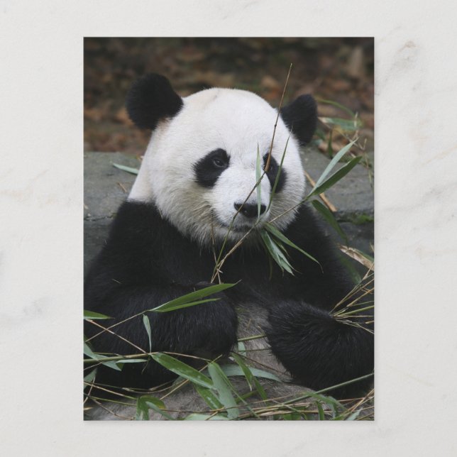 Giant panda postcard (Front)