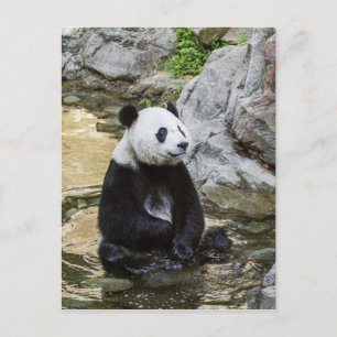 Giant Panda Postcard