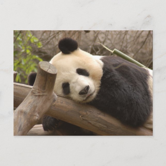 Giant Panda Postcard (Front)