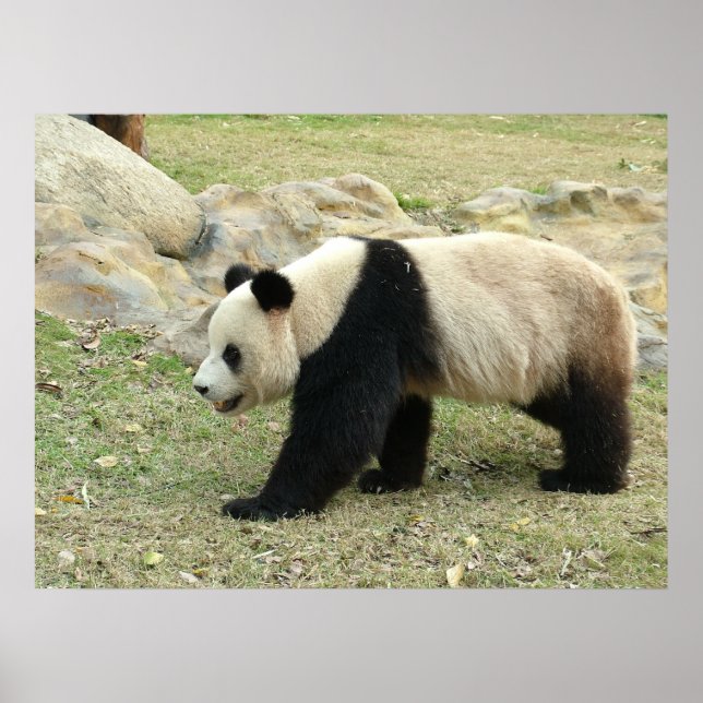 Giant Panda Poster (Front)
