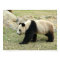 Giant Panda