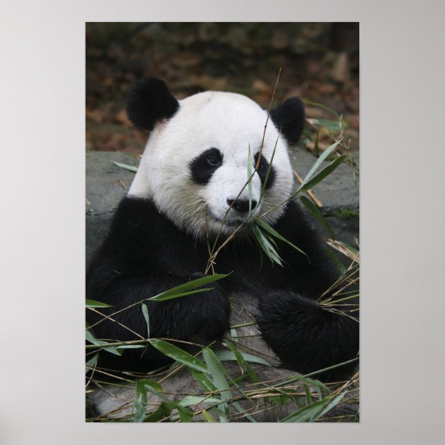 Giant panda poster (Front)