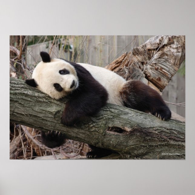 Giant Panda Relaxing and Hugging Tree Branch Poster (Front)