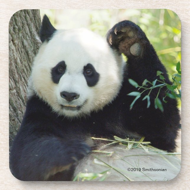 Giant Panda Resting Against Tree Beverage Coaster (Front)
