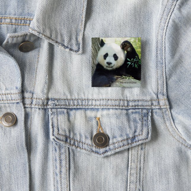 Giant Panda Resting Against Tree Button (In Situ)