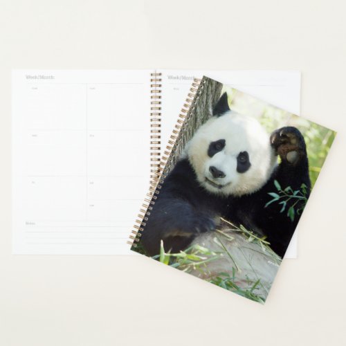 Giant Panda Resting Against Tree Planner