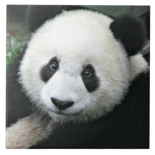 Giant Panda Resting in Green Meadow Tile