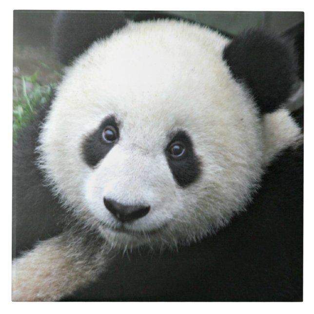 Giant Panda Resting in Green Meadow Tile (Front)