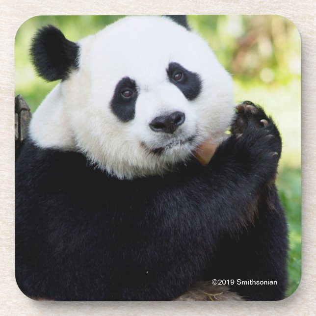 Giant Panda Sitting Beverage Coaster (Front)