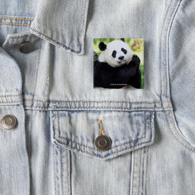Giant Panda Sitting Button (In Situ)