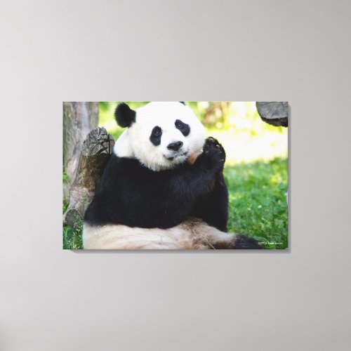 Giant Panda Sitting Canvas Print