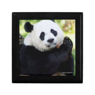 Giant Panda Sitting Gift Box