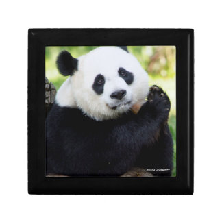 Giant Panda Sitting Gift Box