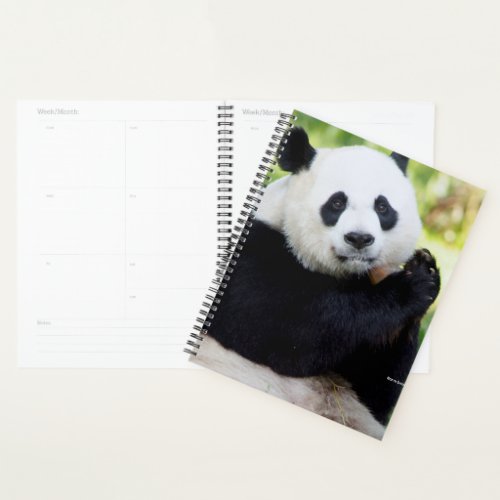 Giant Panda Sitting Planner