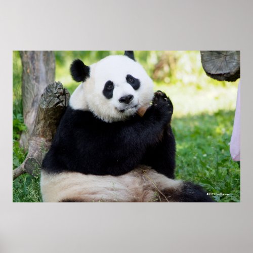 Giant Panda Sitting Poster