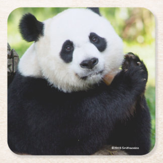 Giant Panda Sitting Square Paper Coaster