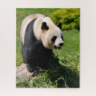 Giant panda standing on a stone jigsaw puzzle