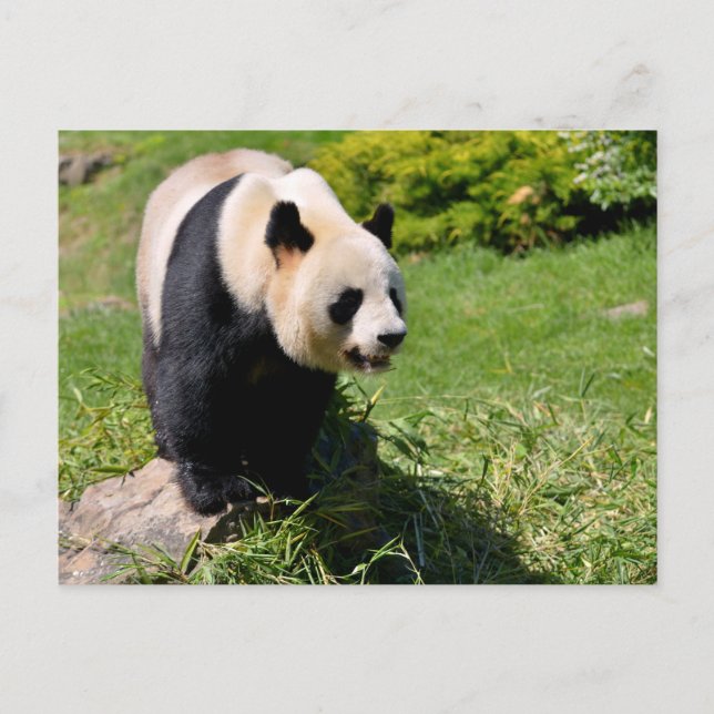 Giant panda standing on a stone postcard (Front)