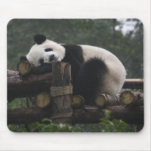 Giant pandas at the Giant Panda Protection  3 Mouse Pad